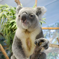 Visiting Koala at the Calgary Zoo